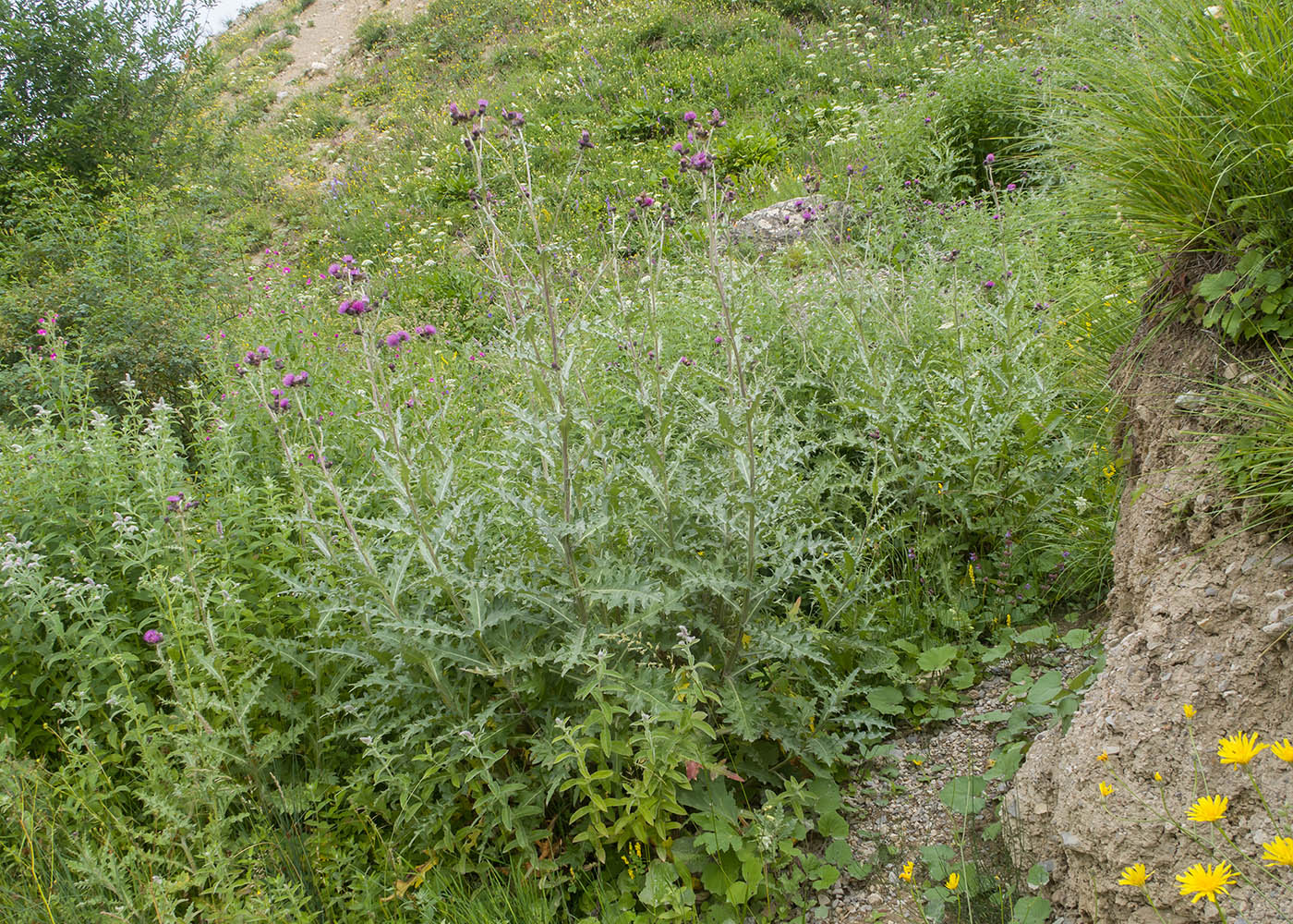 Изображение особи Cirsium elbrusense.