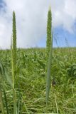 Phleum phleoides