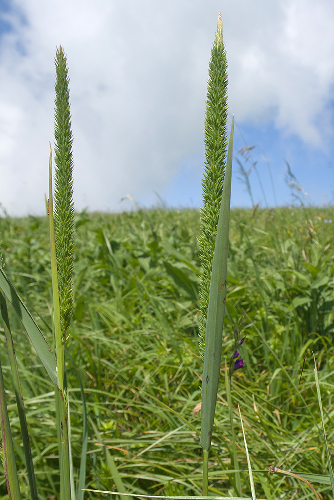 Изображение особи Phleum phleoides.