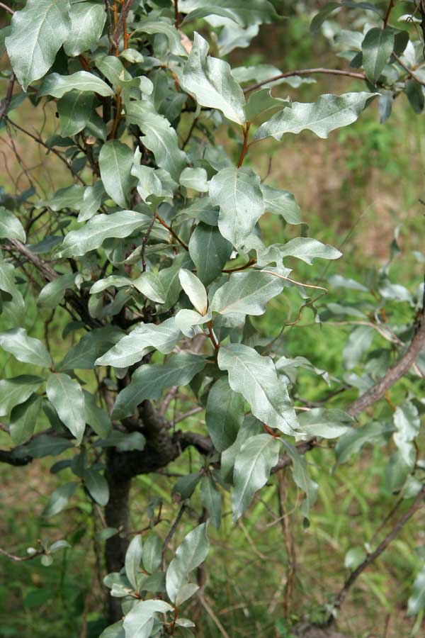 Image of Elaeagnus commutata specimen.