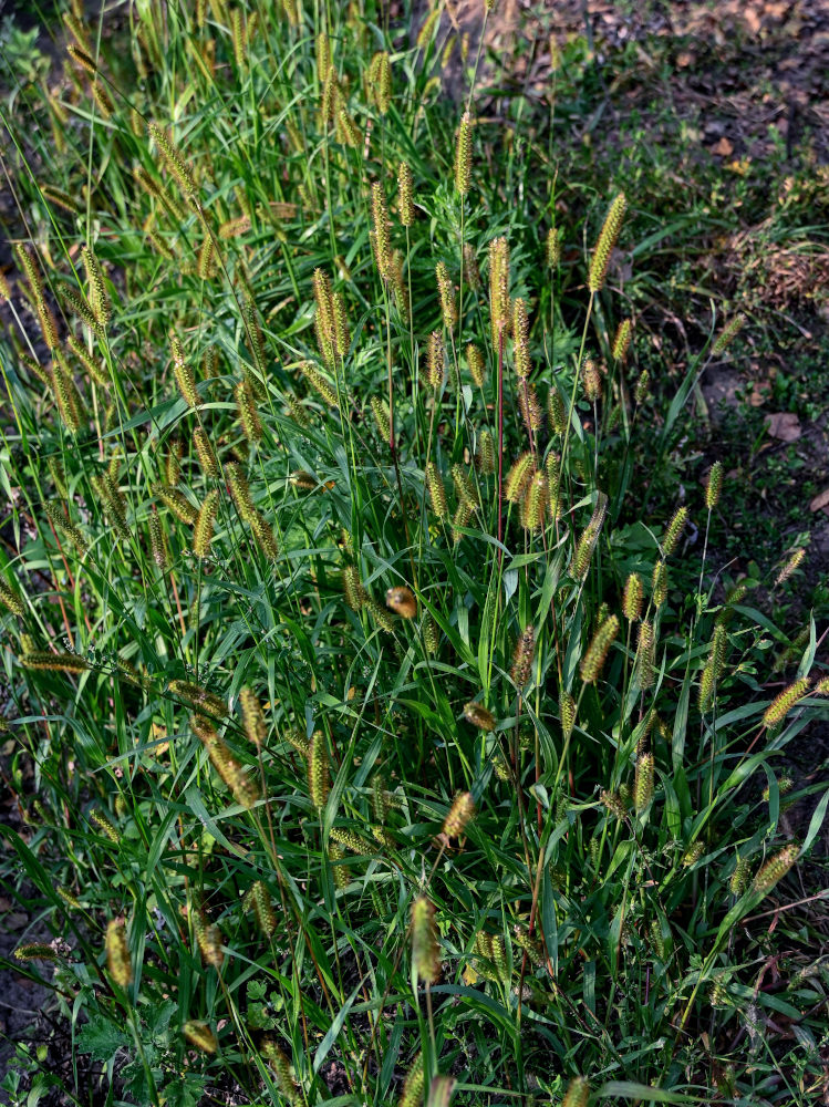 Image of Setaria pumila specimen.