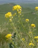 Sisymbrium loeselii. Соцветия с цветками и завязавшимися плодами. Карачаево-Черкесия, Зеленчукский р-н, гора Джисса, ≈ 1600 м н.у.м., субальпийский луг. 14.06.2024.