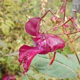 Impatiens glandulifera