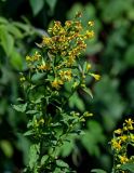 Solidago virgaurea