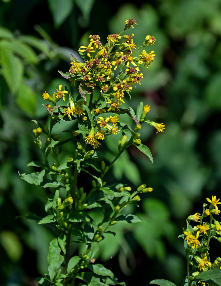 Изображение особи Solidago virgaurea.