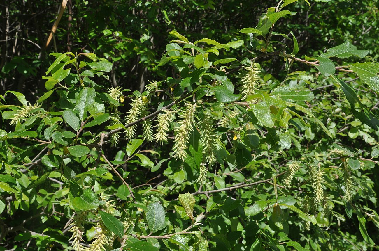 Image of genus Salix specimen.