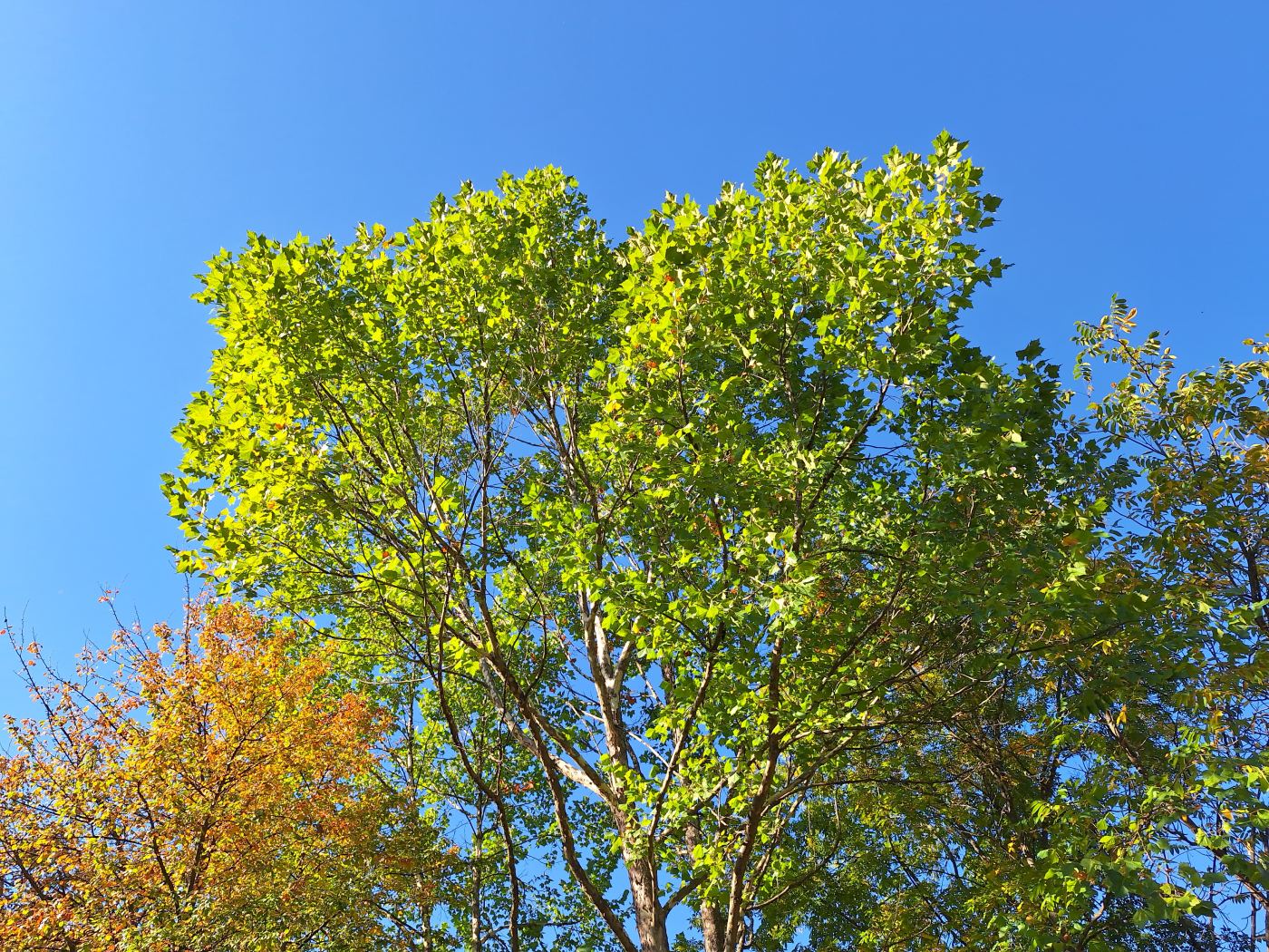 Изображение особи Platanus occidentalis.