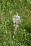 Plantago urvillei