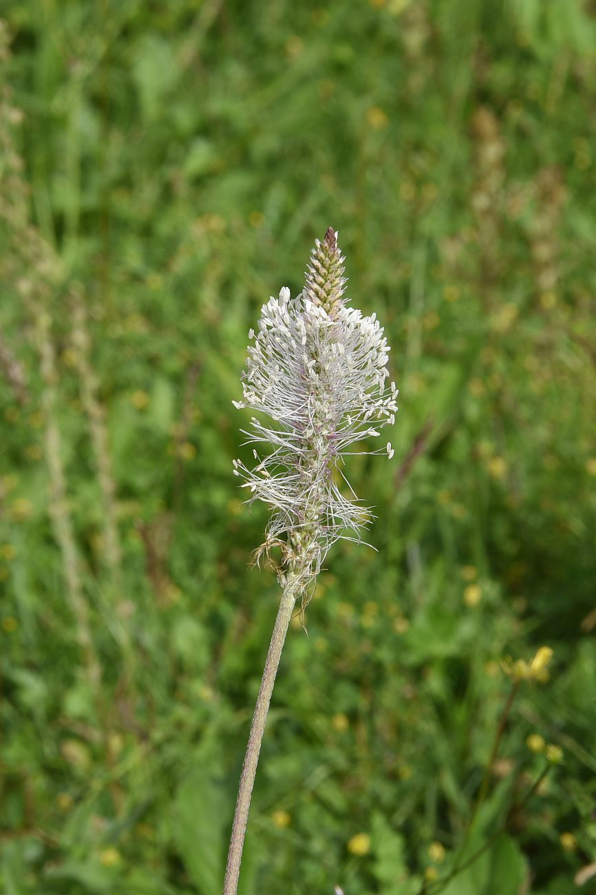 Изображение особи Plantago urvillei.