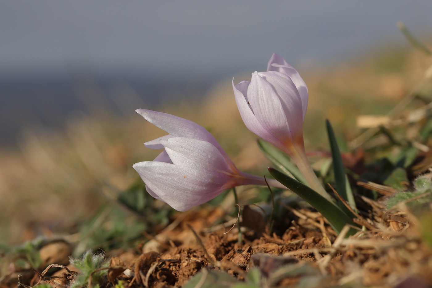 Image of Colchicum triphyllum specimen.