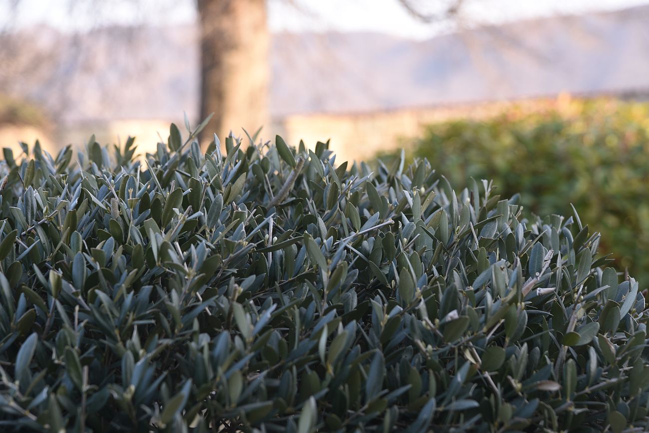 Image of Olea europaea specimen.