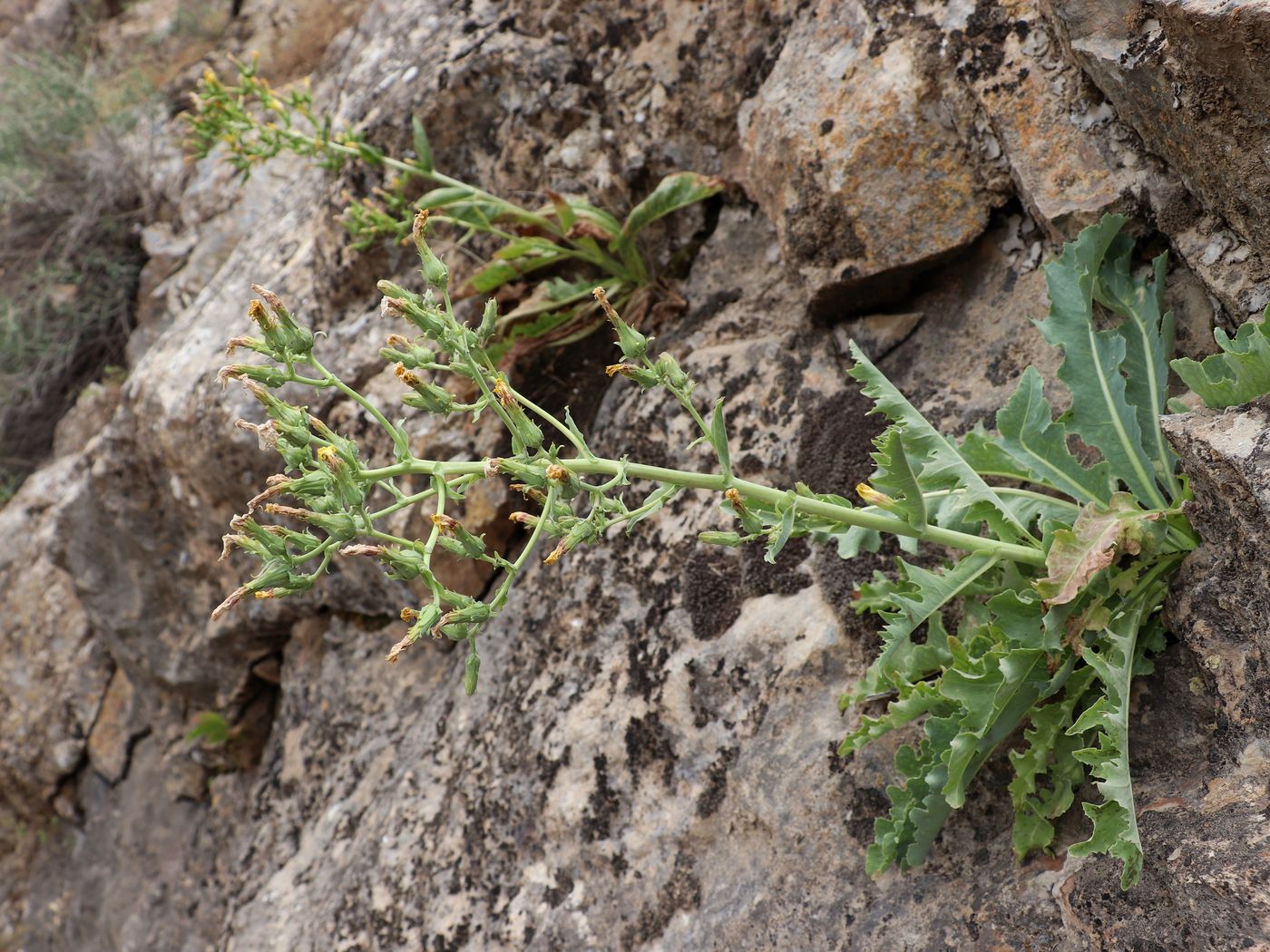 Image of Steptorhamphus crambifolius specimen.