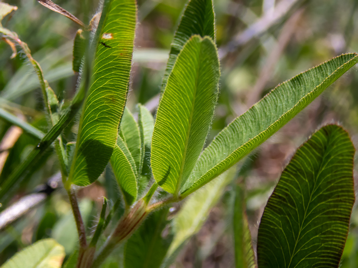 Изображение особи Trifolium alpestre.