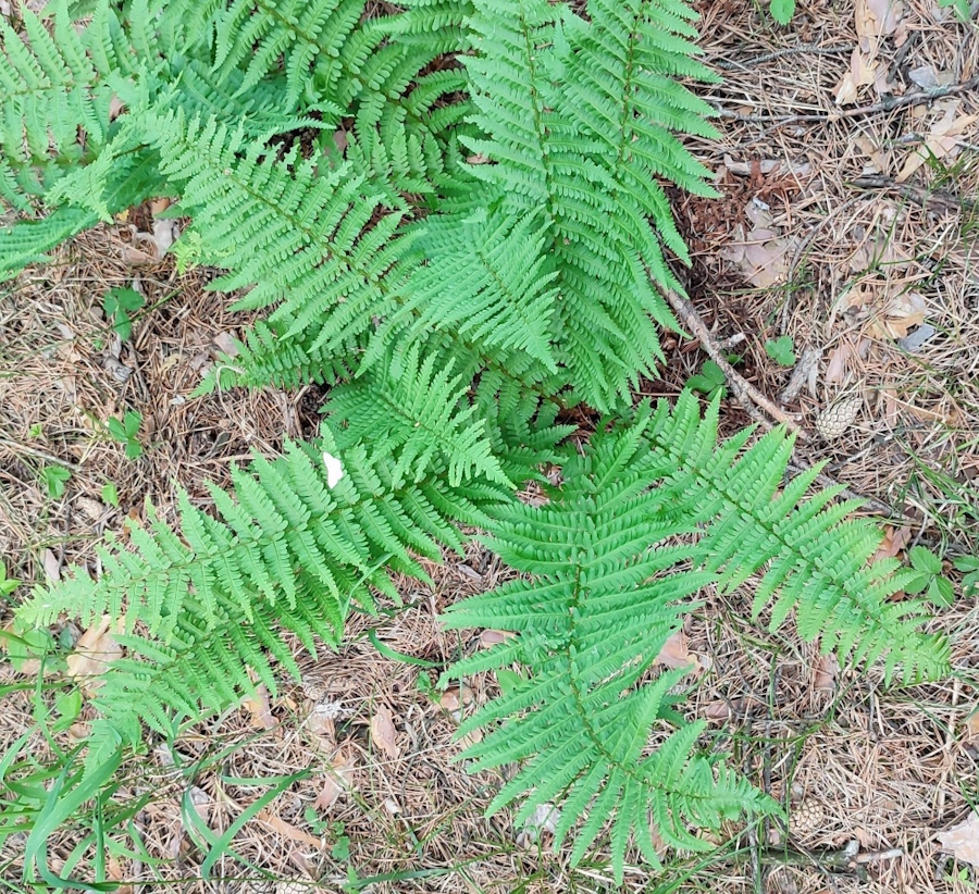 Изображение особи Dryopteris filix-mas.