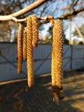 Corylus avellana