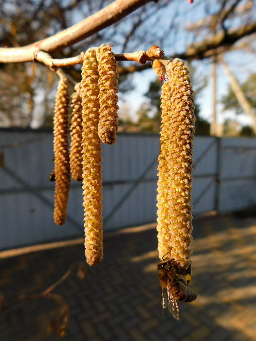 Image of Corylus avellana specimen.