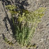 View full-size image Zosima absinthifolia