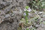 Смотреть изображение род Euphrasia