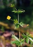 Potentilla erecta