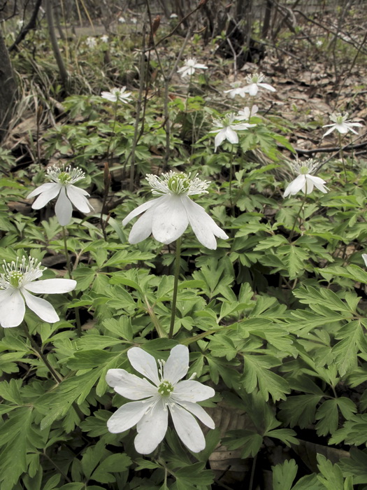 Image of Anemone amurensis specimen.