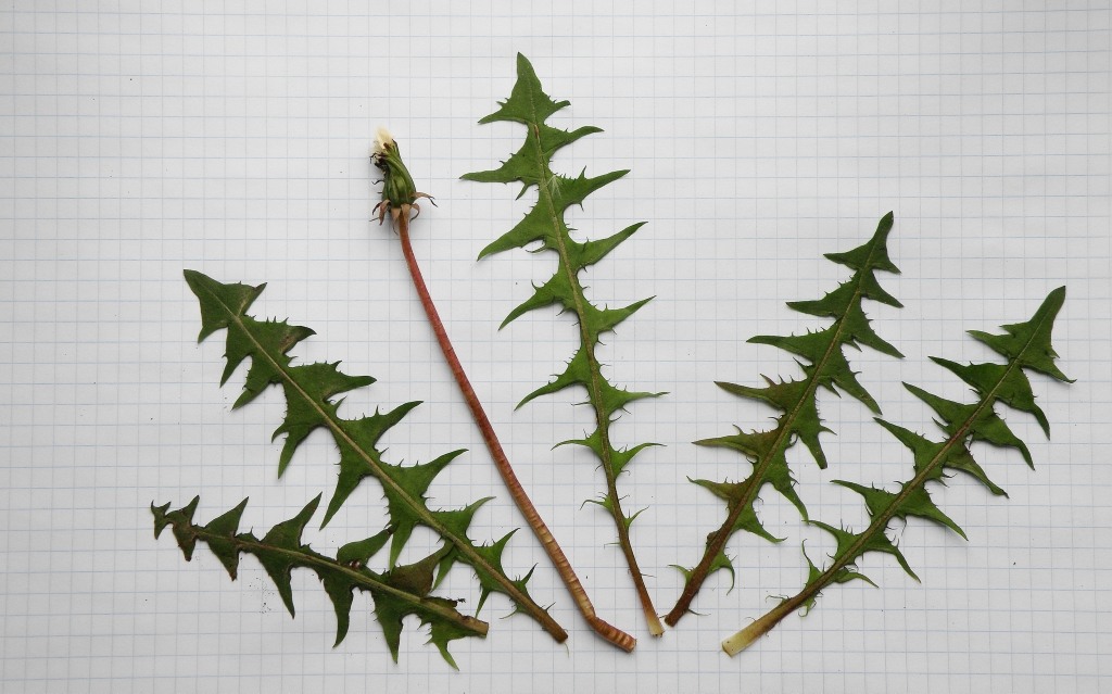 Image of genus Taraxacum specimen.