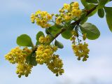 Berberis orientalis