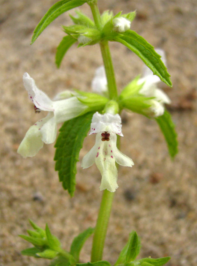 Image of Stachys annua specimen.