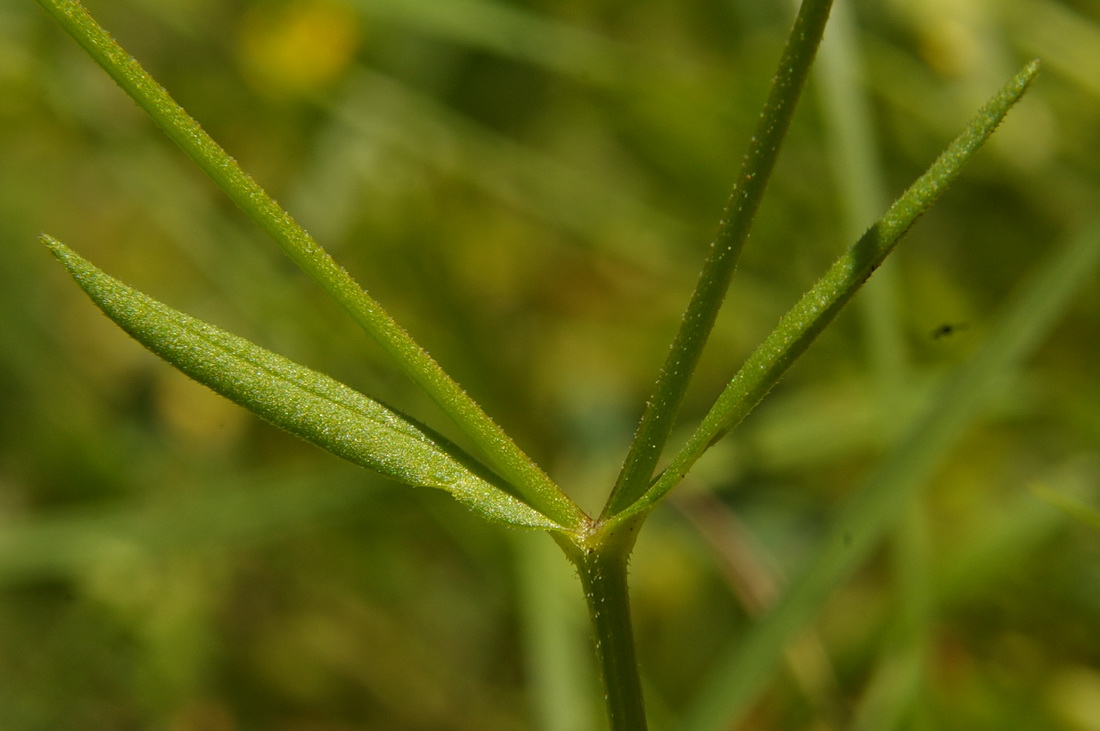 Image of Valerianella dentata specimen.