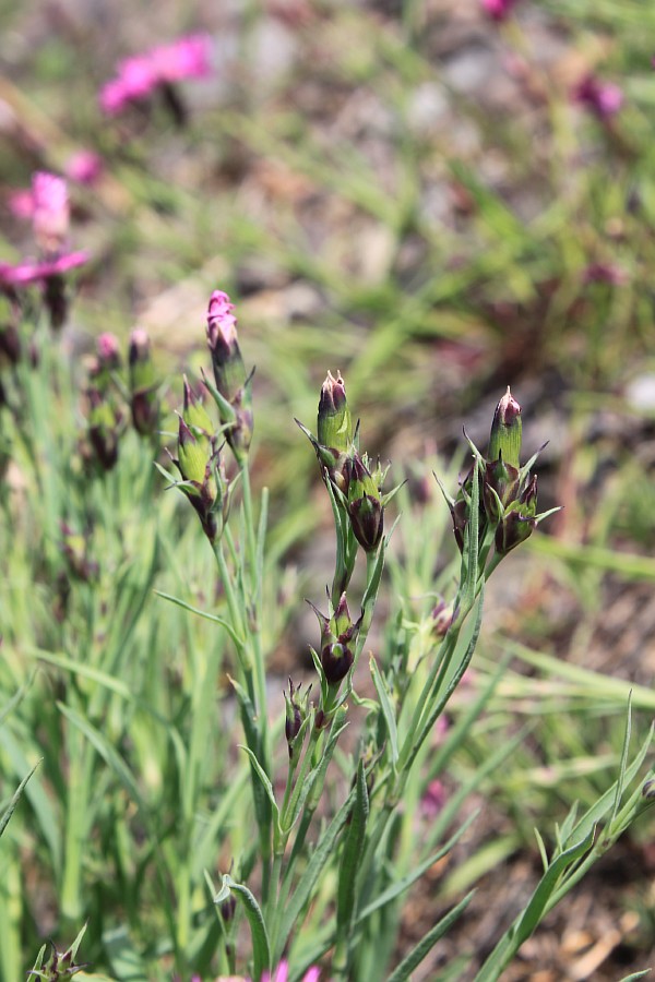 Image of Dianthus versicolor specimen.