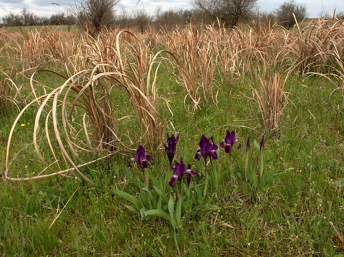 Image of Imperata cylindrica specimen.