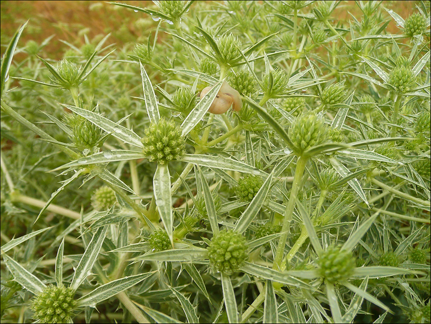 Изображение особи Eryngium campestre.