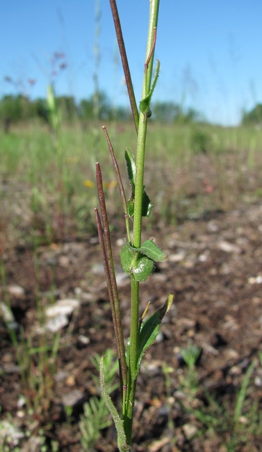 Изображение особи Arabis borealis.