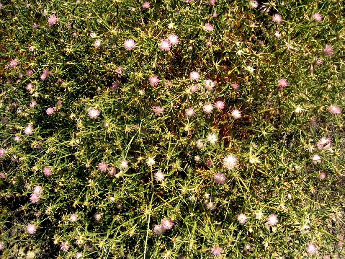 Image of Centaurea iberica specimen.