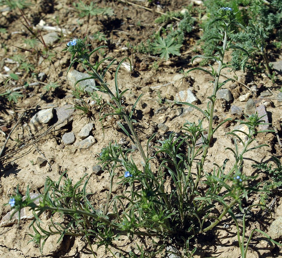 Image of genus Lappula specimen.