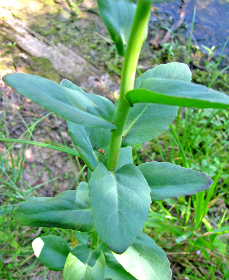 Image of Hylotelephium triphyllum specimen.