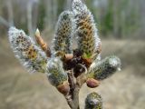 Salix cinerea. Распускающиеся соцветия на верхушке побега. Московская обл., Раменский р-н, окр. дер. Хрипань, просека под ЛЭП. 01.05.2003.