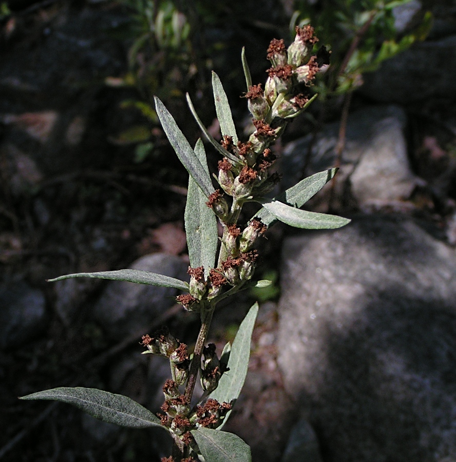 Изображение особи Artemisia leucophylla.