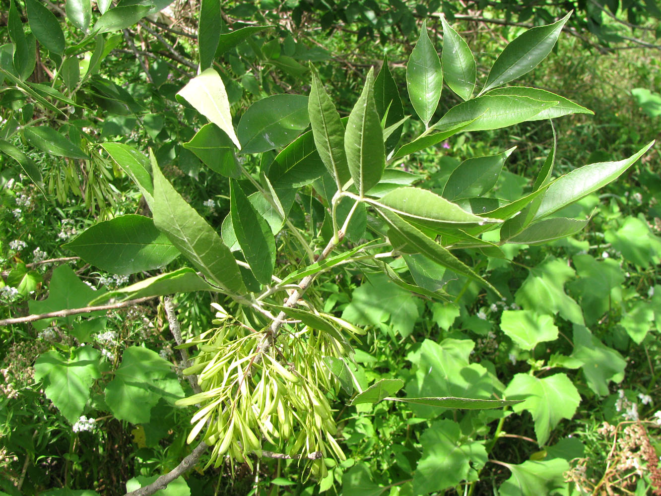 Image of Fraxinus pennsylvanica specimen.