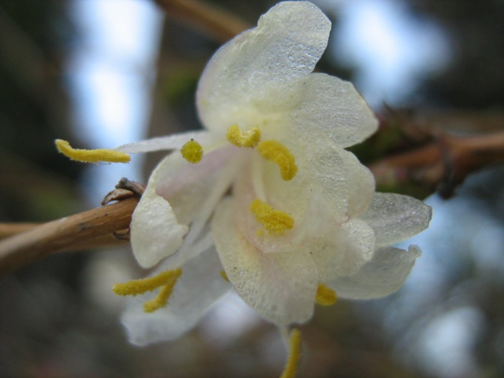 Image of Lonicera fragrantissima specimen.