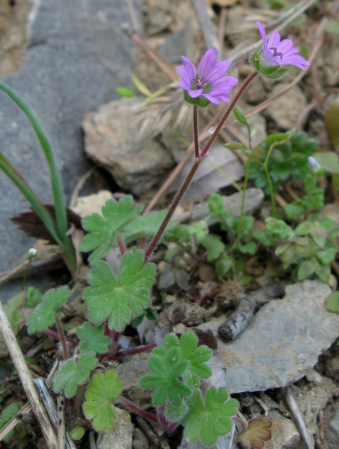 Image of Geranium molle specimen.