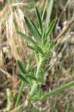 Medicago falcata. Часть побега. Крым, Карадаг, подножье горы Карагач. 7 мая 2012 г.