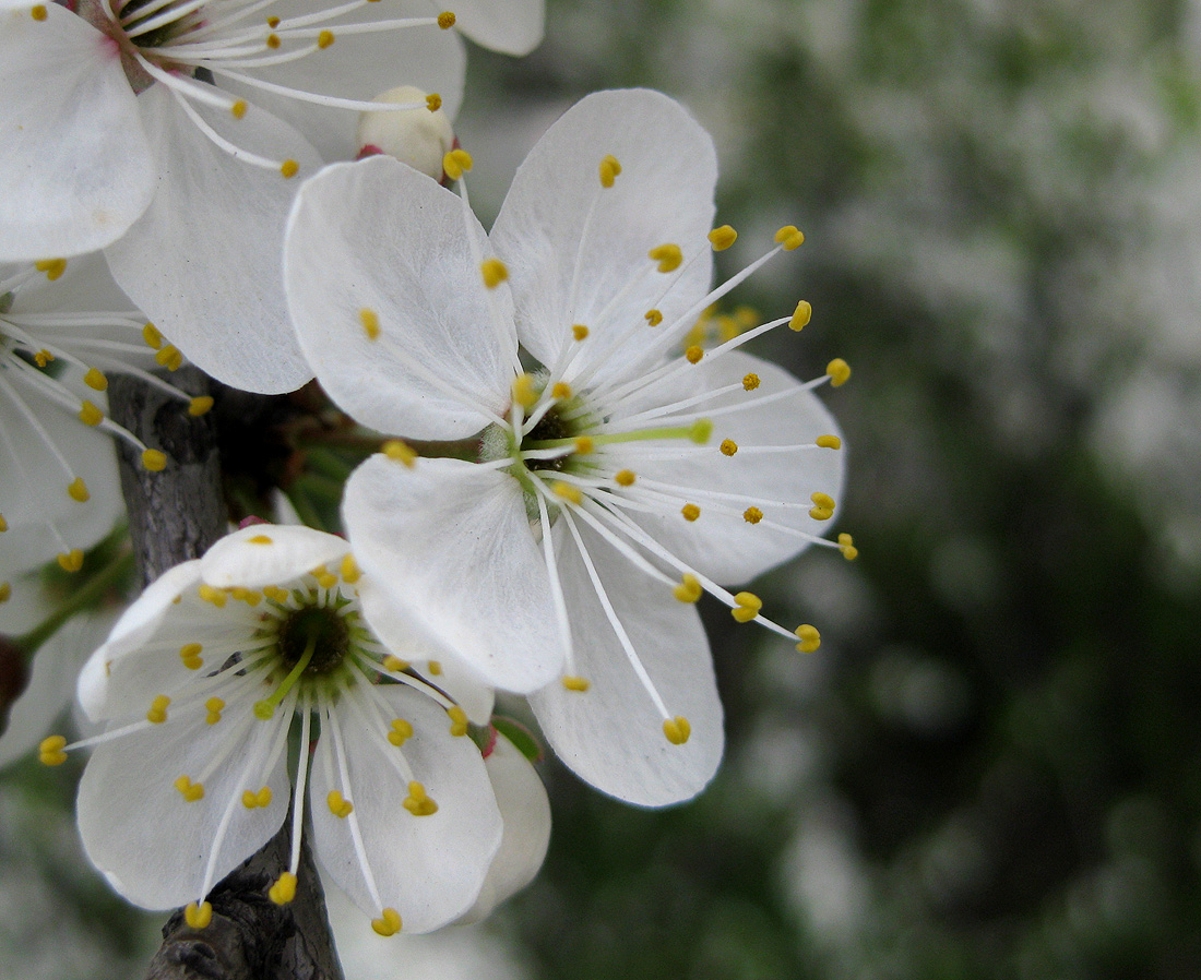 Image of Prunus cerasifera specimen.