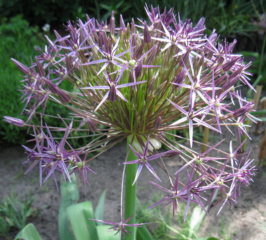 Image of Allium cristophii specimen.