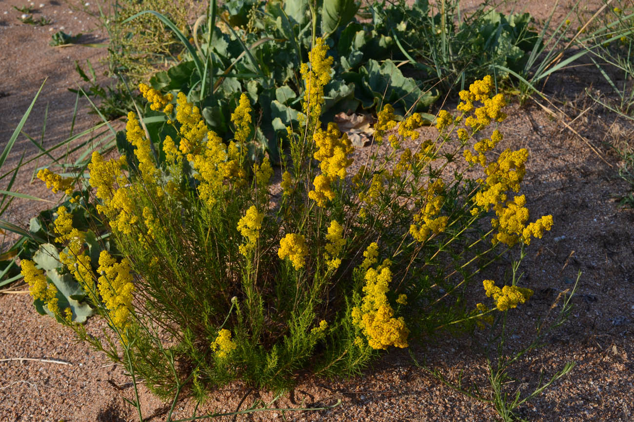 Изображение особи Galium verum.