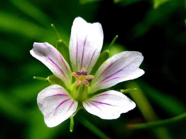 Image of Geranium sibiricum specimen.