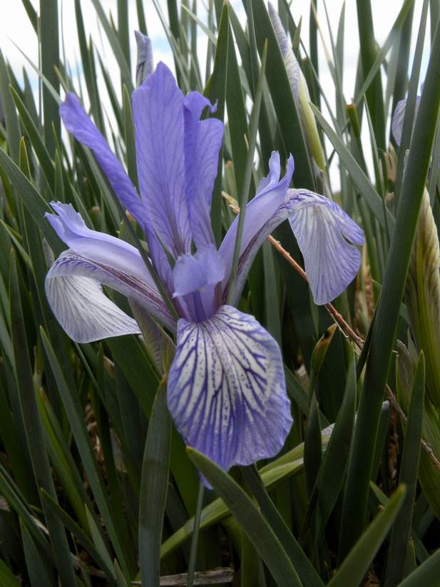 Image of Iris pallasii specimen.