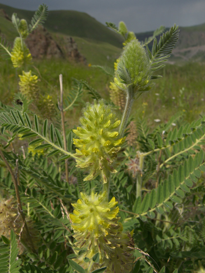 Image of Astragalus maximus specimen.