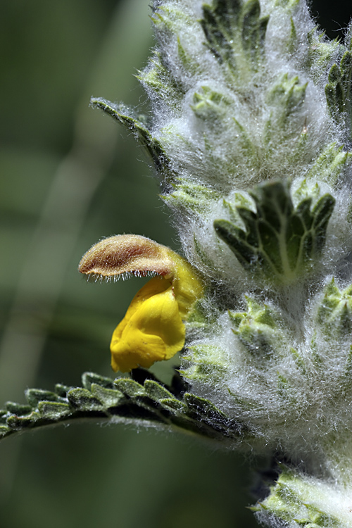 Image of Phlomoides speciosa specimen.