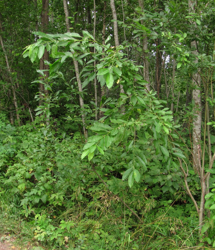 Image of Salix &times; tetrapla specimen.