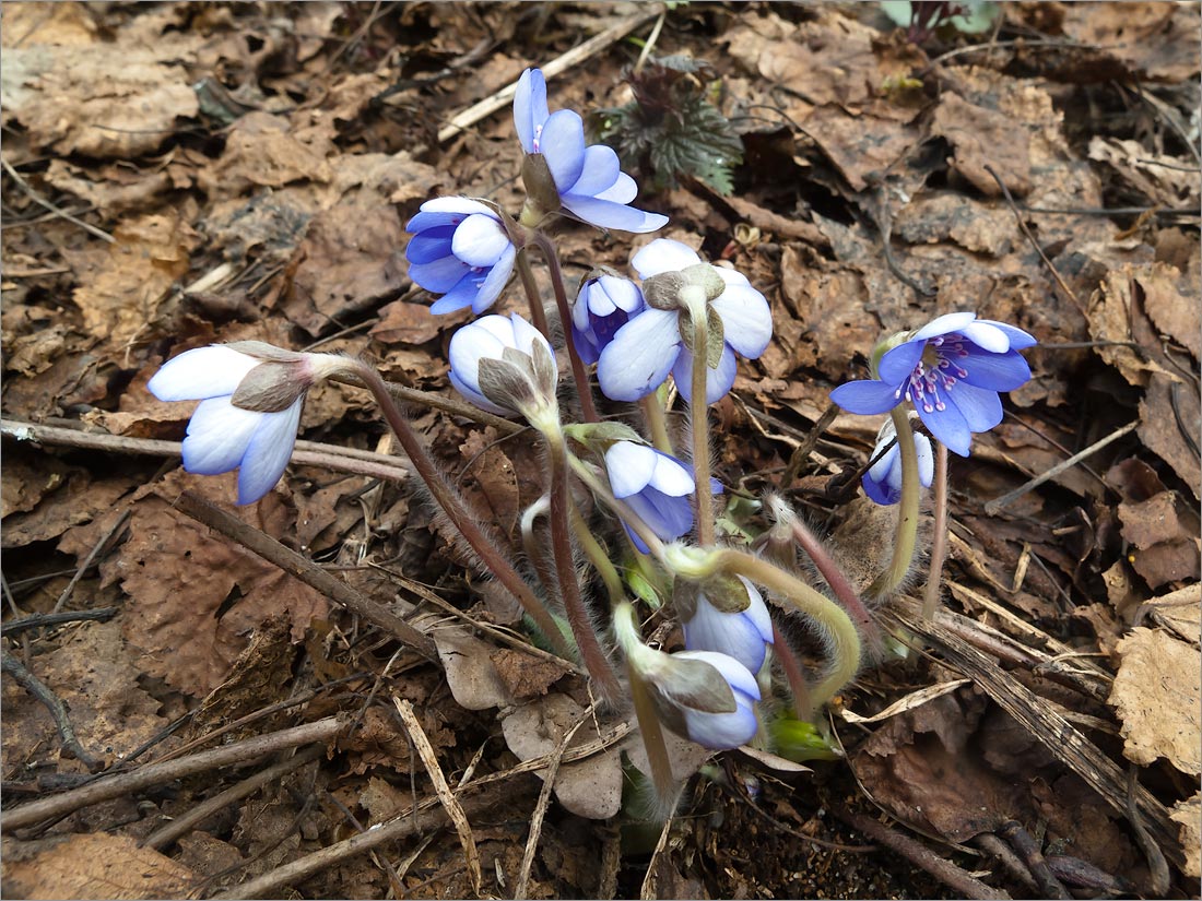 Image of Hepatica nobilis specimen.